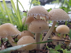 Psathyrella artemisiae