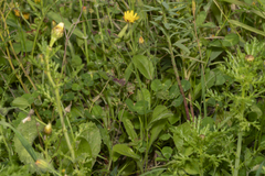 Hypochaeris achyrophorus