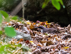 Ramphocinclus brachyurus