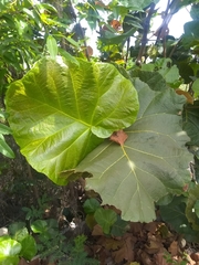Coccoloba pubescens