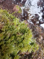 Chaetomorpha antennina