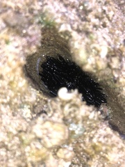 Echinometra oblonga