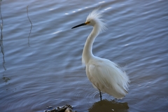 Egretta thula