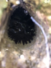 Echinometra oblonga
