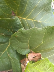 Coccoloba pubescens
