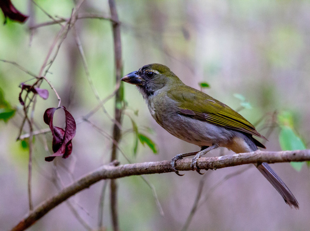 Lesser Antillean Saltator photo