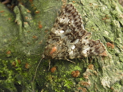 Catocala actaea