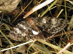 Catocala actaea