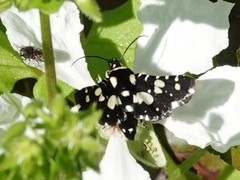 Pseudothyris sepulchralis