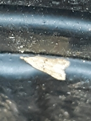 Dichomeris punctipennella