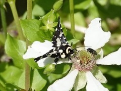 Pseudothyris sepulchralis