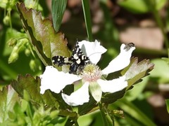 Pseudothyris sepulchralis