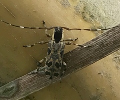 Colobothea macularis