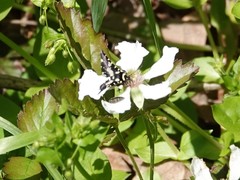 Pseudothyris sepulchralis