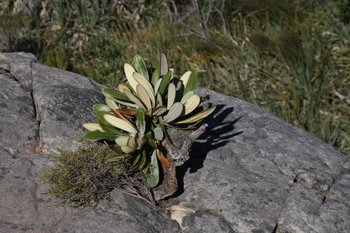 Image of Oldenburgia papionum by (c) Tony Rebelo, some rights reserved (CC BY-SA)