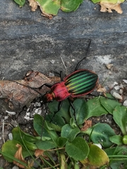 Carabus lineatus lateralis
