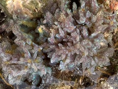 Dasya iridescens