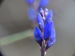 Polygala microphylla