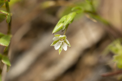 Sabulina tenuifolia