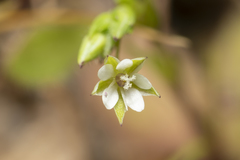 Sabulina tenuifolia