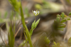 Sabulina tenuifolia