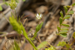 Sabulina tenuifolia