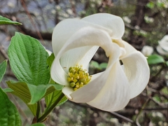 Cornus florida urbiniana