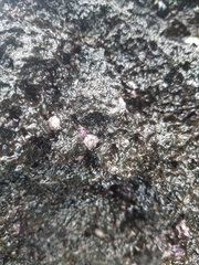 Nesochthamalus intertextus