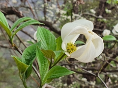 Cornus florida urbiniana