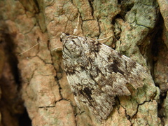 Catocala duplicata