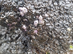 Nesochthamalus intertextus