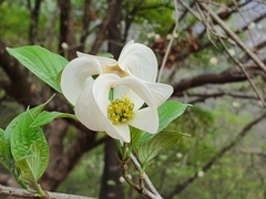 Cornus florida urbiniana