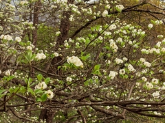 Cornus florida urbiniana
