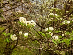 Cornus florida urbiniana