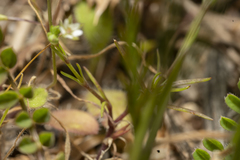 Sabulina tenuifolia