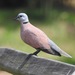 Red Collared-Dove - Photo (c) Catalina Tong, some rights reserved (CC BY-NC), uploaded by Catalina Tong