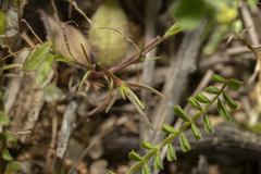 Sabulina tenuifolia