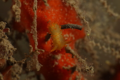 Crimora papillata