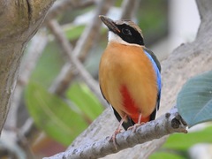 Pitta moluccensis