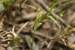 Sabulina tenuifolia