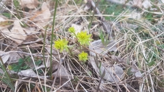 Uromyces pisi-sativi