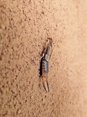 Labidura truncata