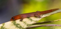 Sphaerodactylus vincenti