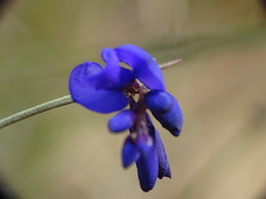 Polygala microphylla