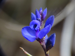 Polygala microphylla