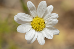 Anthemis chia