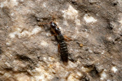 Lathrobium longulum