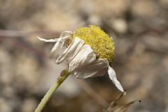 Anthemis chia
