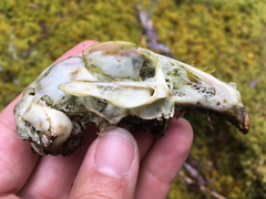 Oryctolagus cuniculus cuniculus