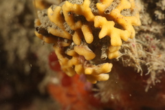 Frondipora verrucosa